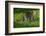 Ocelot-Darrell Gulin-Framed Photographic Print