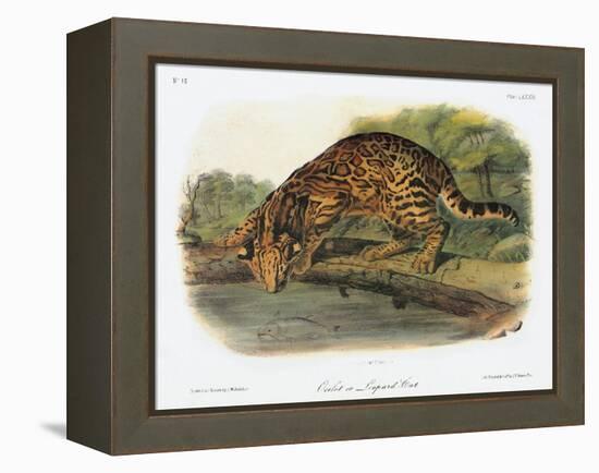 Ocelot-John Woodhouse Audubon-Framed Premier Image Canvas