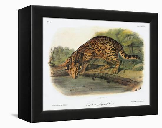 Ocelot-John Woodhouse Audubon-Framed Premier Image Canvas