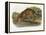 Ocelot-John Woodhouse Audubon-Framed Premier Image Canvas