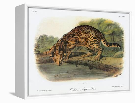 Ocelot-John Woodhouse Audubon-Framed Premier Image Canvas