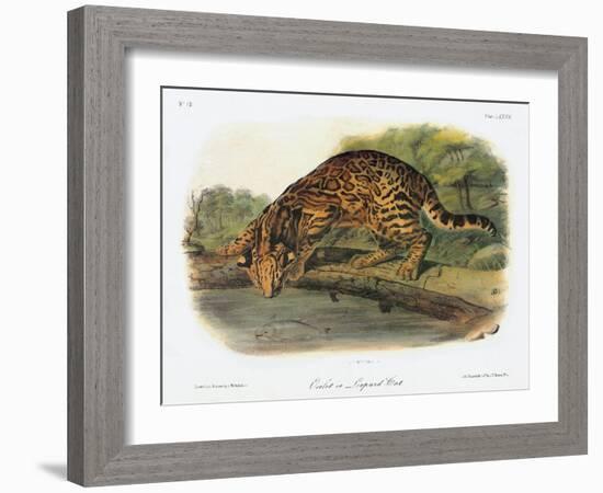 Ocelot-John Woodhouse Audubon-Framed Giclee Print