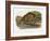 Ocelot-John Woodhouse Audubon-Framed Giclee Print