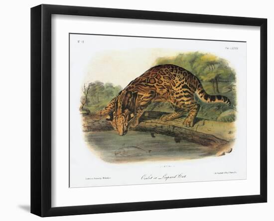 Ocelot-John Woodhouse Audubon-Framed Giclee Print
