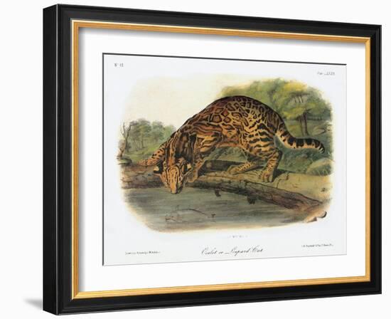 Ocelot-John Woodhouse Audubon-Framed Giclee Print