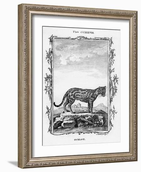 Ocelot-A Bell-Framed Giclee Print