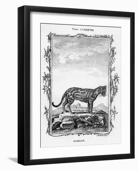 Ocelot-A Bell-Framed Giclee Print