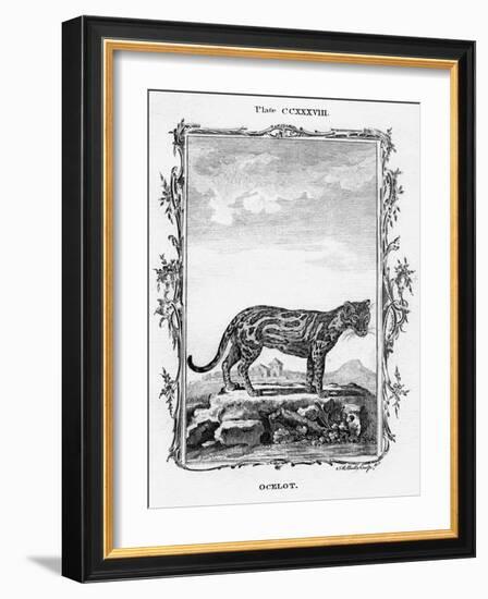 Ocelot-A Bell-Framed Giclee Print