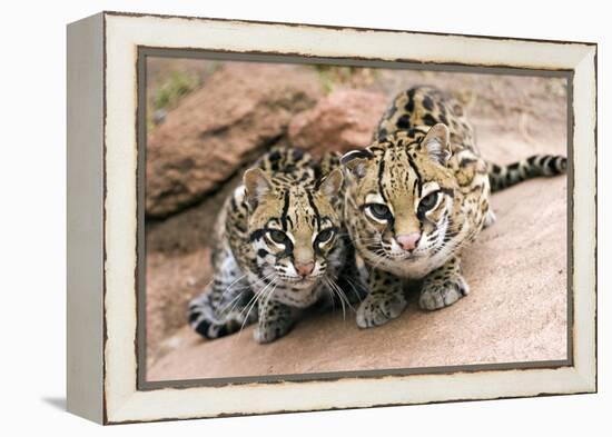 Ocelots-Lantern Press-Framed Stretched Canvas