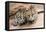 Ocelots-Lantern Press-Framed Stretched Canvas