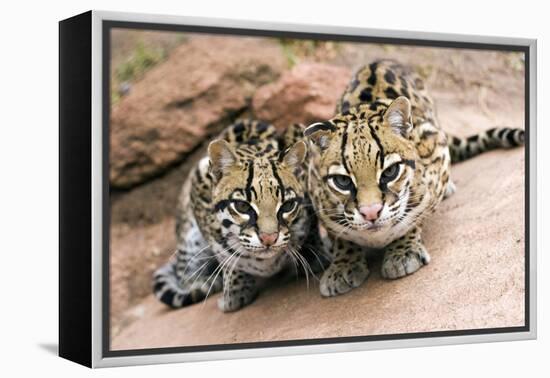 Ocelots-Lantern Press-Framed Stretched Canvas