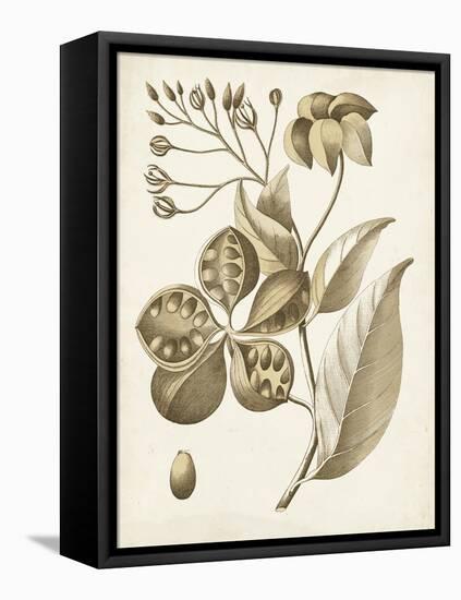 Ochre Botanical II-Vision Studio-Framed Stretched Canvas