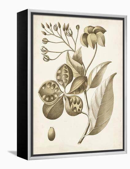 Ochre Botanical II-Vision Studio-Framed Stretched Canvas