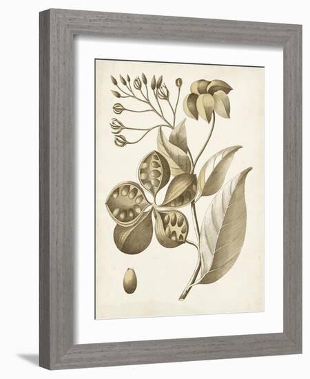 Ochre Botanical II-Vision Studio-Framed Art Print