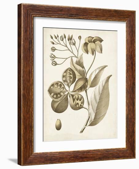 Ochre Botanical II-Vision Studio-Framed Art Print