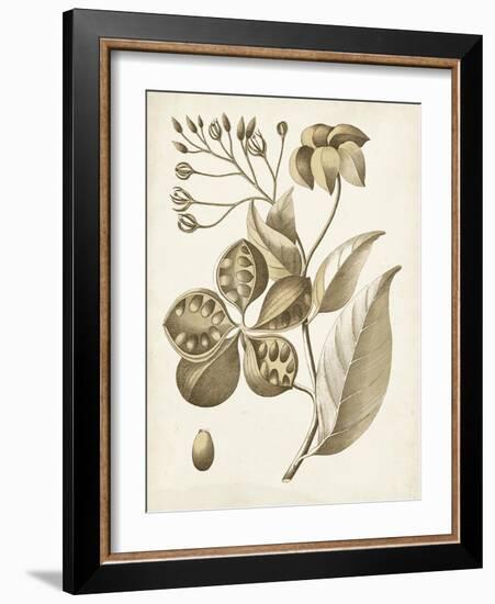 Ochre Botanical II-Vision Studio-Framed Art Print