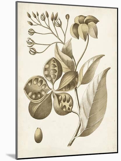 Ochre Botanical II-Vision Studio-Mounted Art Print