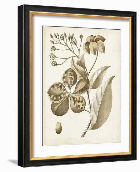 Ochre Botanical II-Vision Studio-Framed Art Print