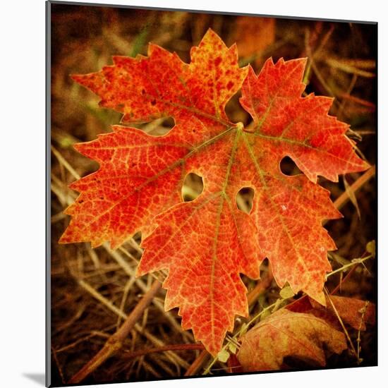 Ochre Foliage-Jessica Rogers-Mounted Giclee Print