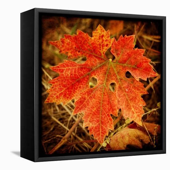 Ochre Foliage-Jessica Rogers-Framed Premier Image Canvas