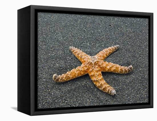 Ochre Seastar, Exposed on Beach at Low Tide, Olympic National Park, Washington, USA-Georgette Douwma-Framed Premier Image Canvas