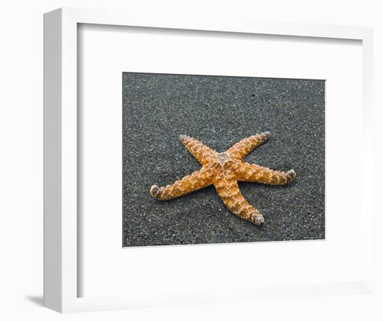 Ochre Seastar, Exposed on Beach at Low Tide, Olympic National Park, Washington, USA-Georgette Douwma-Framed Premium Photographic Print