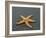 Ochre Seastar, Exposed on Beach at Low Tide, Olympic National Park, Washington, USA-Georgette Douwma-Framed Photographic Print