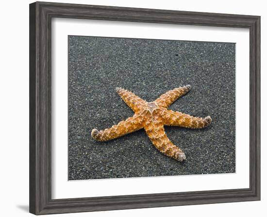 Ochre Seastar, Exposed on Beach at Low Tide, Olympic National Park, Washington, USA-Georgette Douwma-Framed Photographic Print