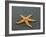 Ochre Seastar, Exposed on Beach at Low Tide, Olympic National Park, Washington, USA-Georgette Douwma-Framed Photographic Print