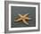 Ochre Seastar, Exposed on Beach at Low Tide, Olympic National Park, Washington, USA-Georgette Douwma-Framed Photographic Print