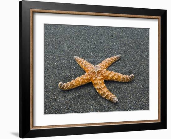 Ochre Seastar, Exposed on Beach at Low Tide, Olympic National Park, Washington, USA-Georgette Douwma-Framed Photographic Print