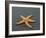 Ochre Seastar, Exposed on Beach at Low Tide, Olympic National Park, Washington, USA-Georgette Douwma-Framed Photographic Print