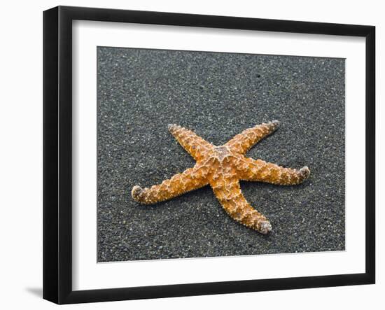 Ochre Seastar, Exposed on Beach at Low Tide, Olympic National Park, Washington, USA-Georgette Douwma-Framed Photographic Print