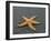 Ochre Seastar, Exposed on Beach at Low Tide, Olympic National Park, Washington, USA-Georgette Douwma-Framed Photographic Print