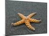 Ochre Seastar, Exposed on Beach at Low Tide, Olympic National Park, Washington, USA-Georgette Douwma-Mounted Photographic Print