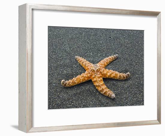 Ochre Seastar, Exposed on Beach at Low Tide, Olympic National Park, Washington, USA-Georgette Douwma-Framed Photographic Print