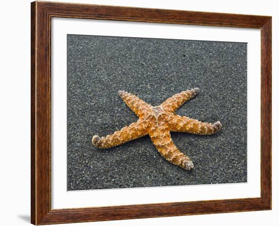 Ochre Seastar, Exposed on Beach at Low Tide, Olympic National Park, Washington, USA-Georgette Douwma-Framed Photographic Print