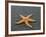 Ochre Seastar, Exposed on Beach at Low Tide, Olympic National Park, Washington, USA-Georgette Douwma-Framed Photographic Print