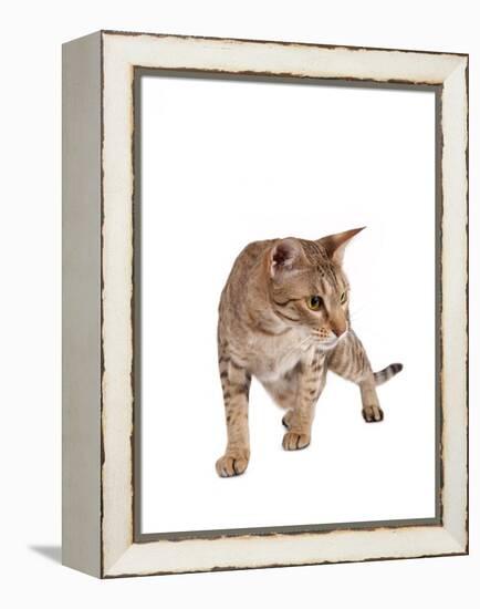 Ocicat-Fabio Petroni-Framed Premier Image Canvas