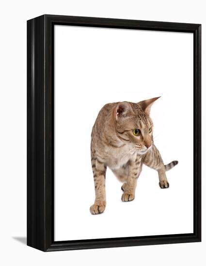 Ocicat-Fabio Petroni-Framed Premier Image Canvas