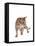 Ocicat-Fabio Petroni-Framed Premier Image Canvas