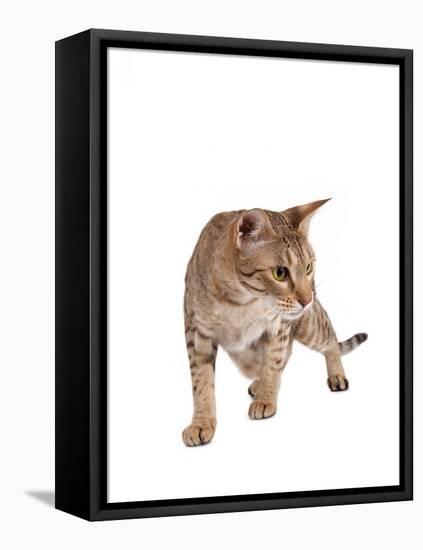 Ocicat-Fabio Petroni-Framed Premier Image Canvas