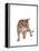 Ocicat-Fabio Petroni-Framed Premier Image Canvas