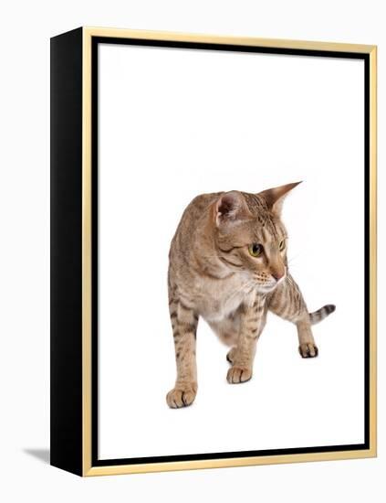 Ocicat-Fabio Petroni-Framed Premier Image Canvas