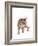 Ocicat-Fabio Petroni-Framed Photographic Print