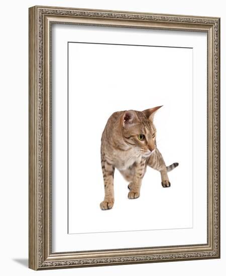 Ocicat-Fabio Petroni-Framed Photographic Print