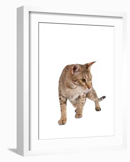 Ocicat-Fabio Petroni-Framed Photographic Print