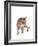 Ocicat-Fabio Petroni-Framed Photographic Print