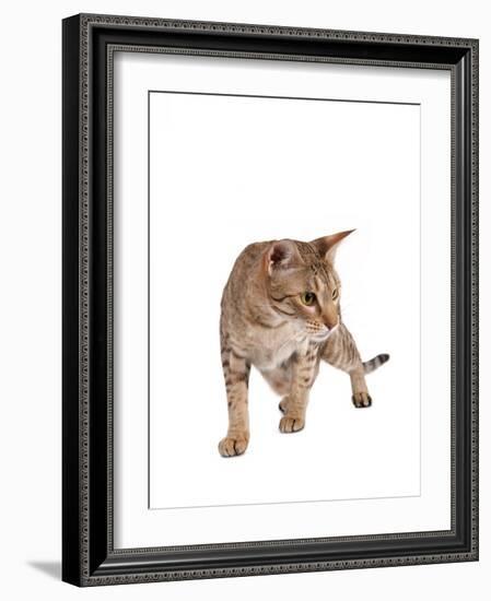 Ocicat-Fabio Petroni-Framed Photographic Print