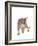 Ocicat-Fabio Petroni-Framed Photographic Print